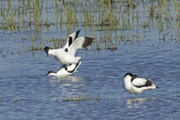 Avocet two birds mating in water standing on each other looking left, Lake Neusiedl, Burgenland,