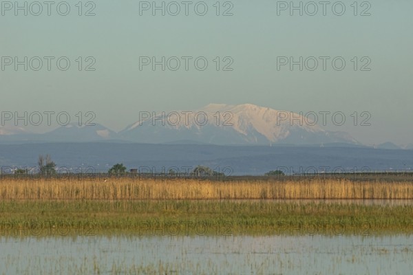 Snow covered mountain behind water surface with reeds in front of blue sky, Lake Neusiedl,