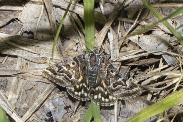 Chequered Owl butterfly with open wings sitting on brown stalks from behind, Lake Neusiedl,