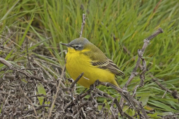 Yellow wagtail sitting on undergrowth looking left in front of green grass, Lake Neusiedl,