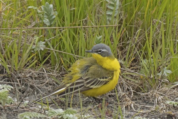 Yellow wagtail standing on the ground looking back left in front of green grass, Lake Neusiedl,