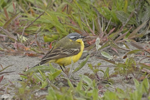 Yellow wagtail standing on ground looking right in front of green grass, Lake Neusiedl, Burgenland,