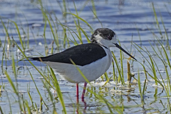 Common stilt standing in water with green plants looking right, Lake Neusiedl, Burgenland, Austria