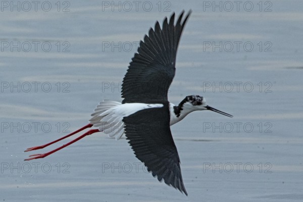 Common stilt with open wings flying over water looking right, Lake Neusiedl, Burgenland, Austria