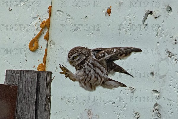 Little owl with open wings and outstretched feet flying to a post in front of a white wall, looking