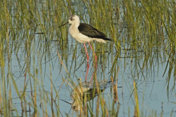 Common stilt with reflection in water with green plants standing looking left, Lake Neusiedl,