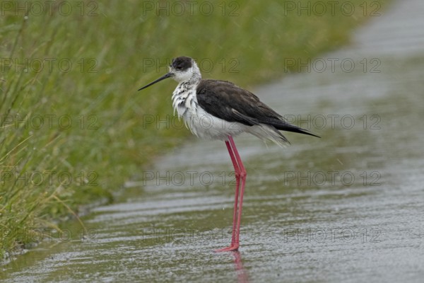 Common stilt walking on a rain-wet road standing on the left looking left, Lake Neusiedl,
