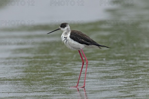 Common stilt walking on a rain-wet road standing on the left looking left, Lake Neusiedl,
