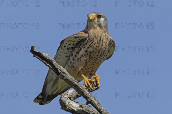Male Common Kestrel sitting on branch looking from front left in front of blue sky, Lake Neusiedl,