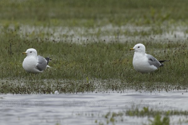 Mew Gull two birds standing next to each other in marshy meadow looking left, Lake Neusiedl,