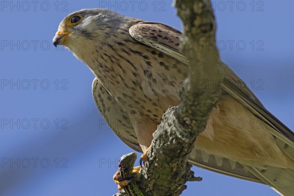 Kestrel male holding sand lizard in catch sitting on branch looking left in front of blue sky, Lake