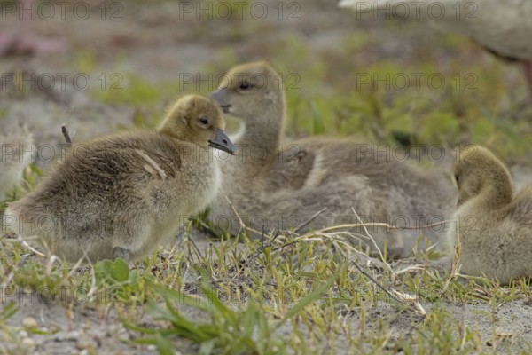 Greylag goose three young birds sitting in a green meadow seeing different colours, Lake Neusiedl,