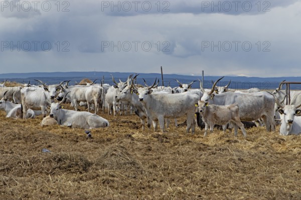 Hungarian grey cattle many animals standing on straw next to each other looking different in front