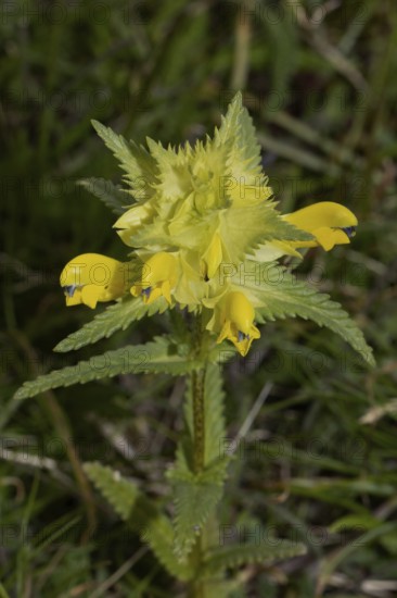 Narrow-leaved rattle inflorescence with green leaves and open yellow flowers, Lake Neusiedl,