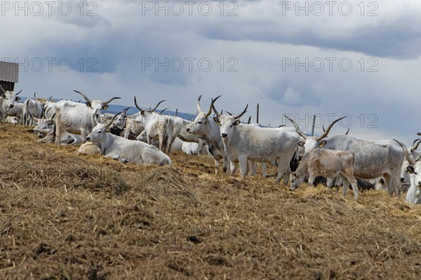 Hungarian grey cattle many animals standing on straw next to each other looking different in front