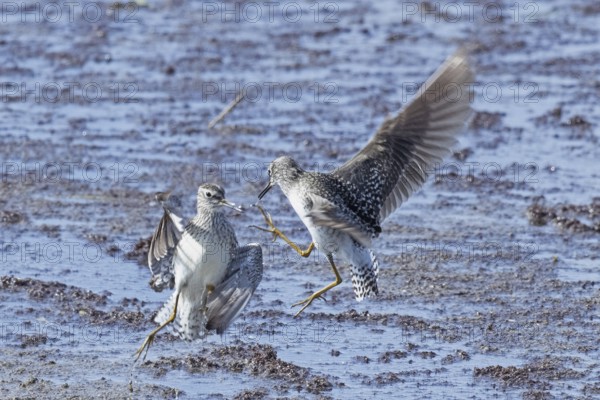 Wood Sandpiper two birds with open wings jumping up to each other in water during courtship, Lake