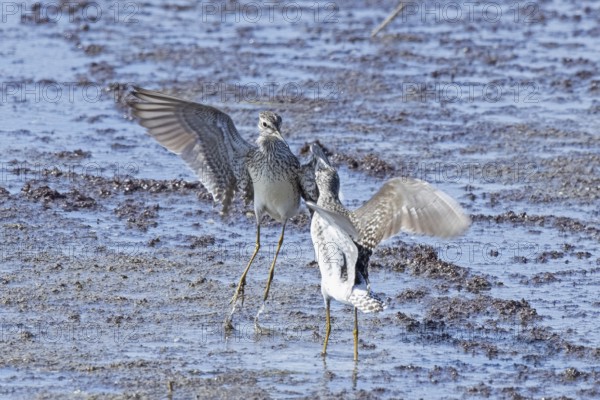 Wood Sandpiper two birds with open wings jumping up to each other in water during courtship, Lake