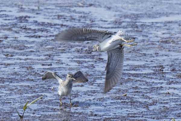 Wood Sandpiper two birds with open wings jumping up to each other in water during courtship, Lake