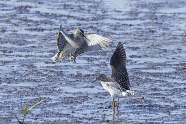 Wood Sandpiper two birds with open beak and open wings jumping up to each other in water during