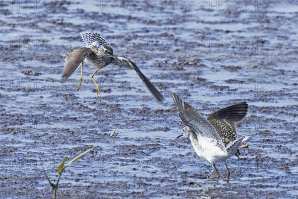 Wood Sandpiper two birds with open wings jumping up to each other in water during courtship, Lake