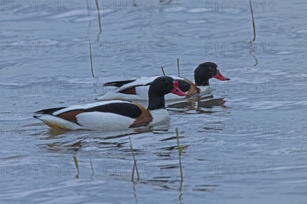 Common Shelduck two birds swimming side by side in water looking right, Lake Neusiedl, Burgenland,
