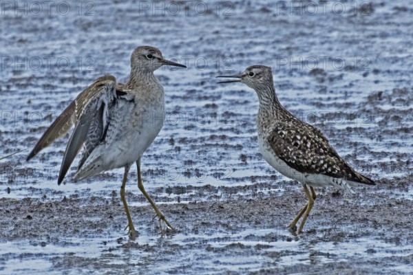 Wood Sandpiper two birds with open beak and open wings standing together at the water's edge during