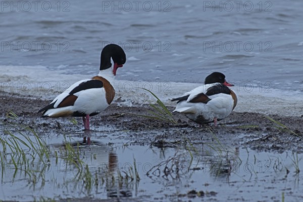 Common Shelduck two birds standing next to each other at the water's edge looking right, Lake