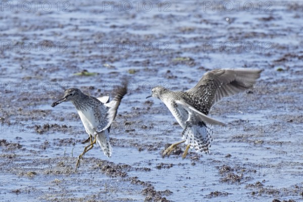 Wood Sandpiper two birds with open wings jumping up to each other in water during courtship, Lake