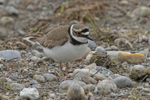 Little Ringed Plover standing in gravel area looking right, Lake Neusiedl, Burgenland, Austria