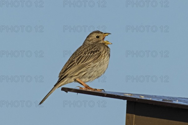 Corn bunting with open beak singing sitting on roof looking right in front of blue sky, Lake