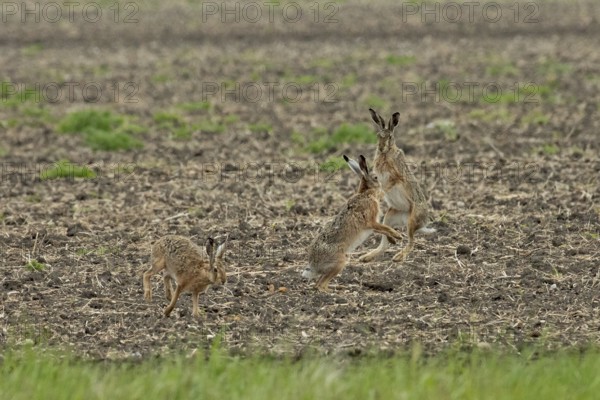 Brown hare three animals in a field during courtship standing next to each other looking up to each