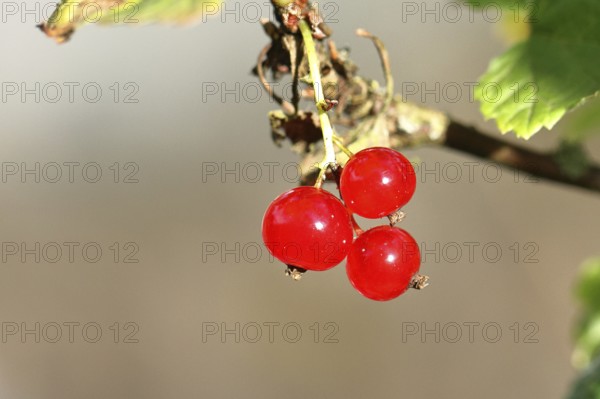 Redcurrant (Ribes rubrum), ripe berries on a bush in a garden, Wilnsdorf, North Rhine-Westphalia,