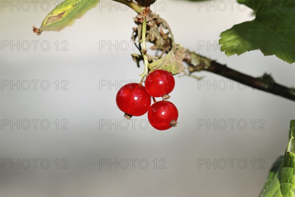 Redcurrant (Ribes rubrum), ripe berries on a bush in a garden, Wilnsdorf, North Rhine-Westphalia,