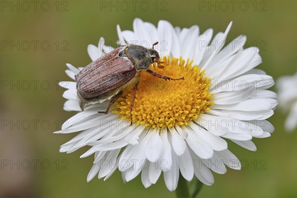 Cockchafer, field cockchafer (Melolontha melolontha), female on a flower of a daisy (Leucanthemum