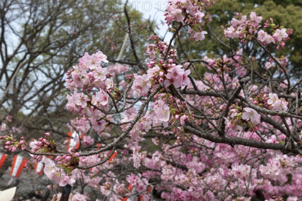 Sightseeing, tourist attraction, branches with first cherry blossoms in spring at the Sakura