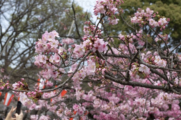 Sightseeing, tourist attraction, branches with first cherry blossoms in spring at the Sakura