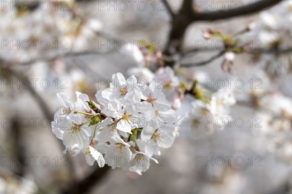 Sightseeing, tourist attraction, branches with first cherry blossoms in spring at the Sakura