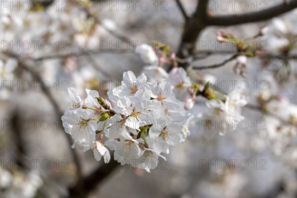 Sightseeing, tourist attraction, branches with first cherry blossoms in spring at the Sakura