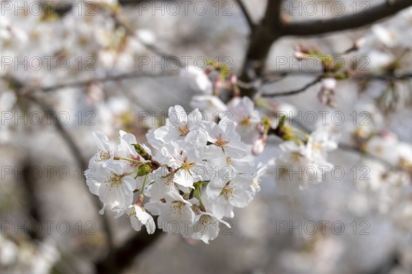 Sightseeing, tourist attraction, branches with first cherry blossoms in spring at the Sakura