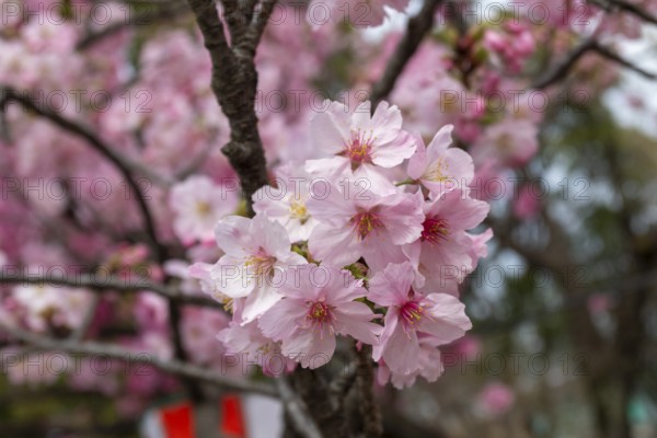 Sightseeing, tourist attraction, branches with first cherry blossoms in spring at the Sakura