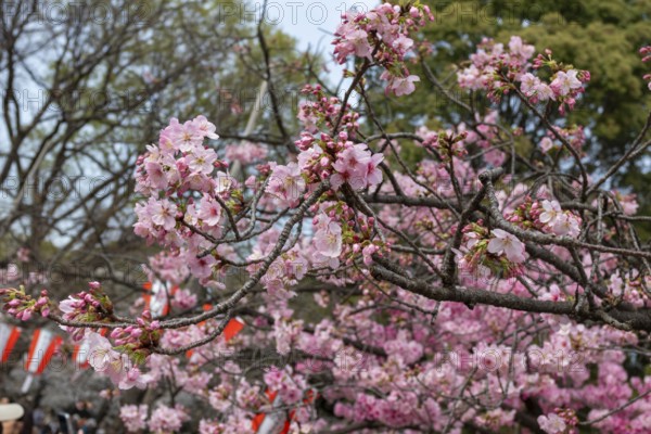Sightseeing, tourist attraction, branches with first cherry blossoms in spring at the Sakura