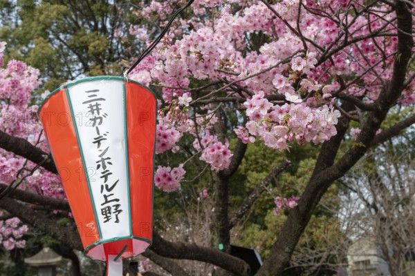 Sightseeing, tourist attraction, lanterns and the first cherry blossoms in spring at the Sakura