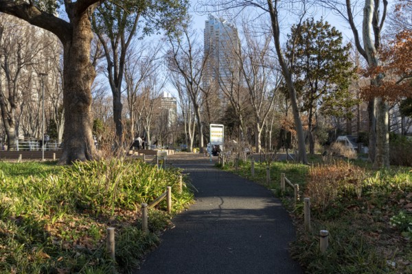 Trees and path through the green area of Shinjuku Central Park, Nishi-Shinjuku neighbourhood,