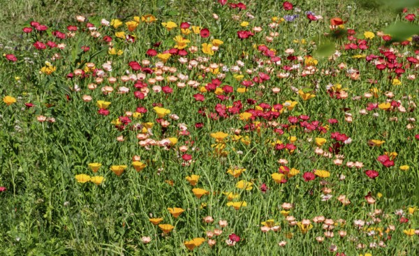Colourful flower meadow with ornamental and California poppy, MÃ¼nsterland, North Rhine-Westphalia,