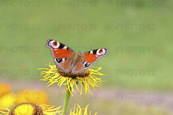 Peacock butterfly (Aglais io), on a yellow flower of a Great Telekie (Telekia speciosa), Wilnsdorf,