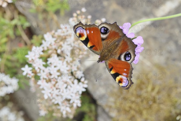 Peacock butterfly (Inachis io) sucking nectar on scabiosa, in a natural environment in the wild,