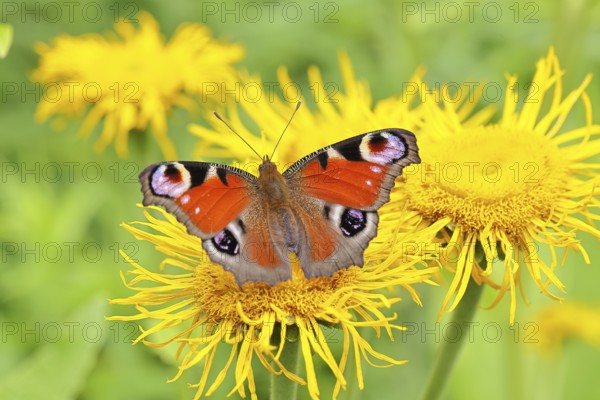 Peacock butterfly (Aglais io), on a yellow flower of a Great Telekie (Telekia speciosa), Wilnsdorf,