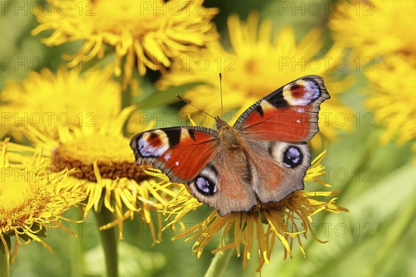 Peacock butterfly (Aglais io), on a yellow flower of a Great Telekie (Telekia speciosa), Wilnsdorf,