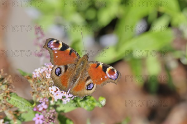 Peacock butterfly (Inachis io) sucking nectar on butterfly bush (Buddleja davidii), in a natural