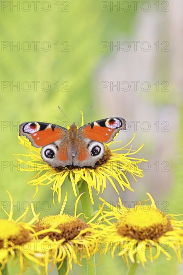 Peacock butterfly (Aglais io), on a yellow flower of a Great Telekie (Telekia speciosa), Wilnsdorf,